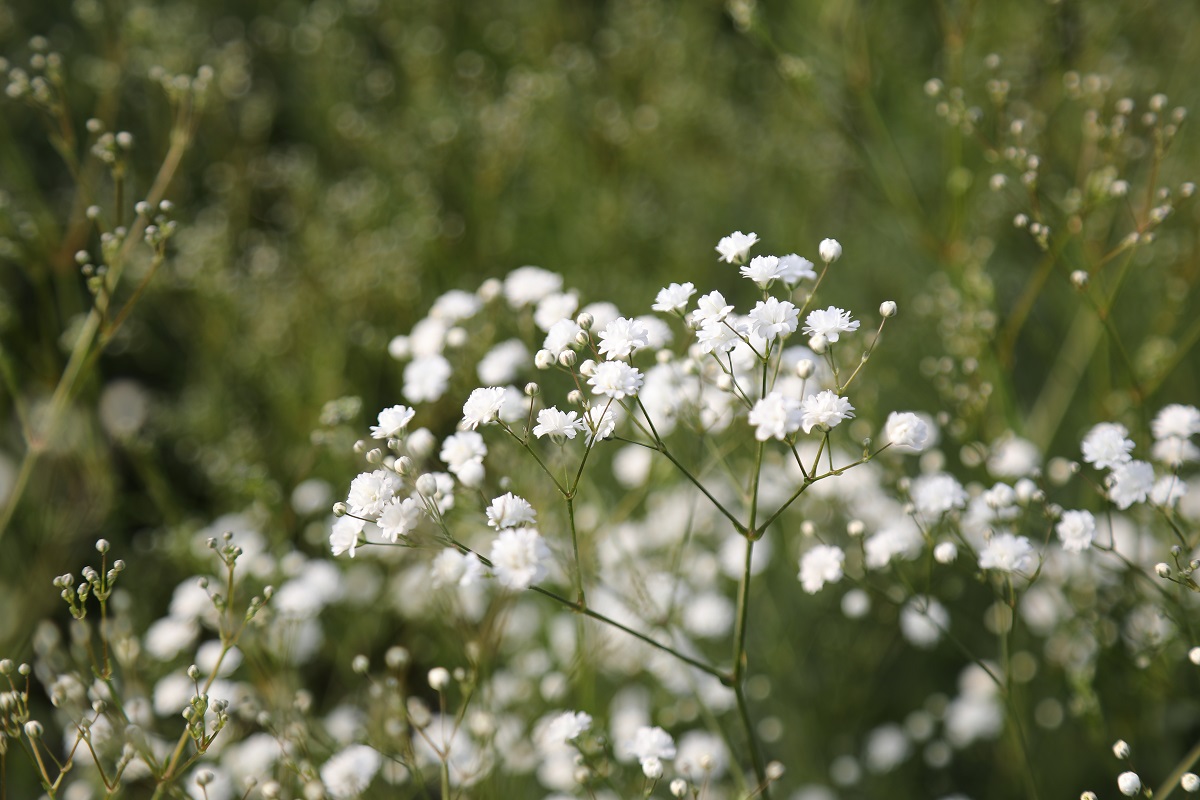 detail-service