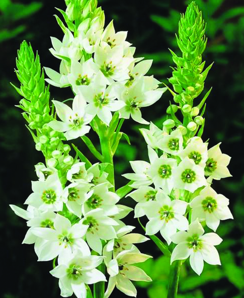 ornithogalum
